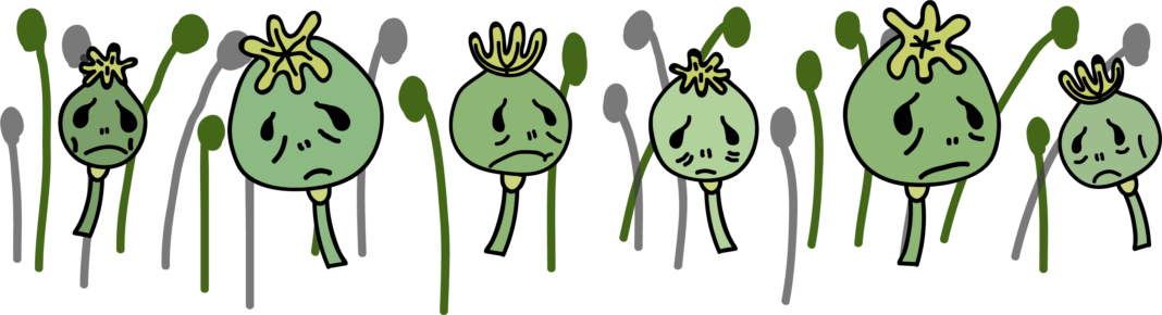 Oxycontin - Opium (1068x290)