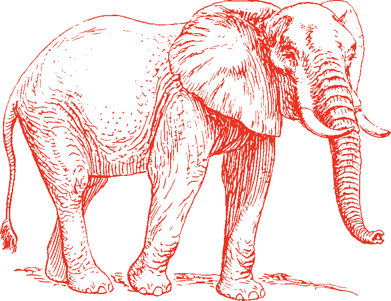 The Backgrounds Look Black, But It's That Way Because - Elephant Walking Dogs Barking (800x616)