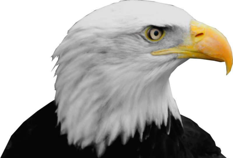 Steller's Sea Eagle Clipart Transparent - Bald Eagle Png (800x543)