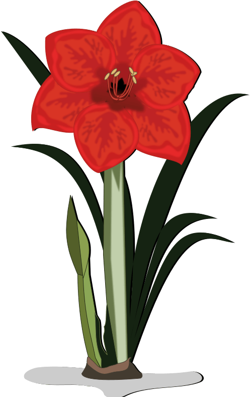 Free To Use & Public Domain Flowers Clip Art - Amaryllis Flower Cartoon (800x800)