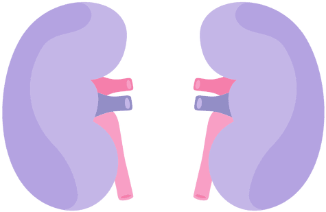 Kidney Human Organ Transparent Png - Iconos De Riñones Png (512x512)