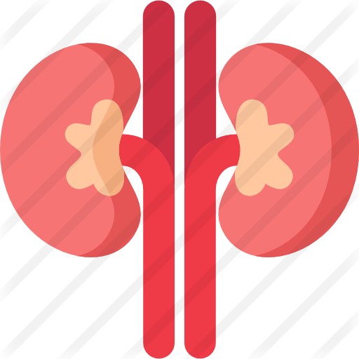 Kidney - Kidney (512x512)