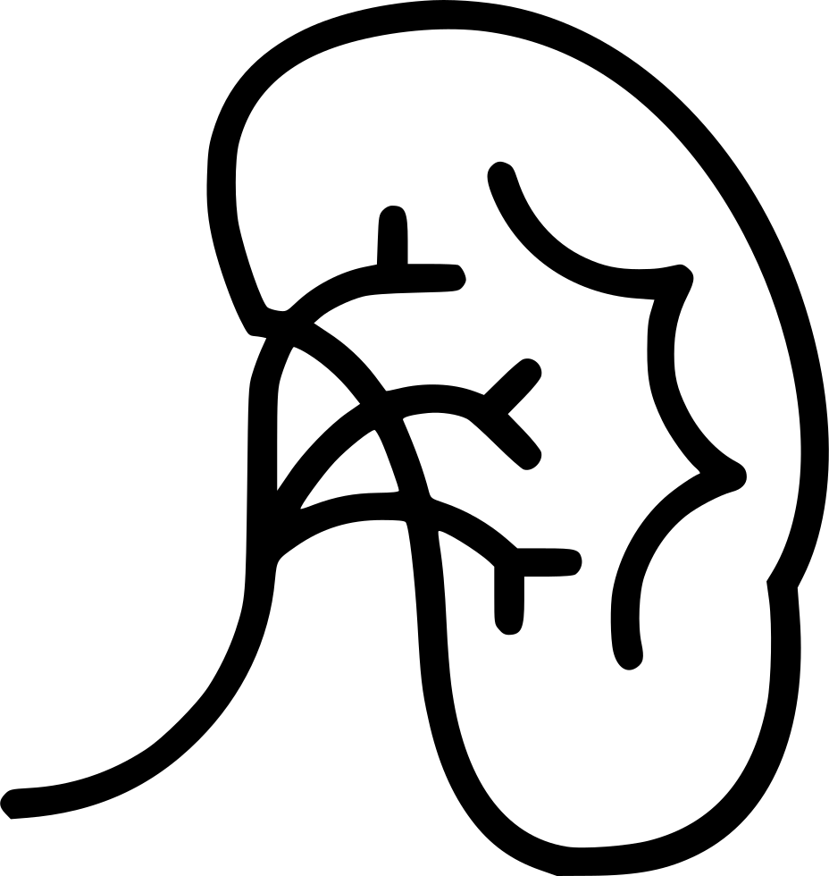 Kidney Comments - Health Care (928x980)