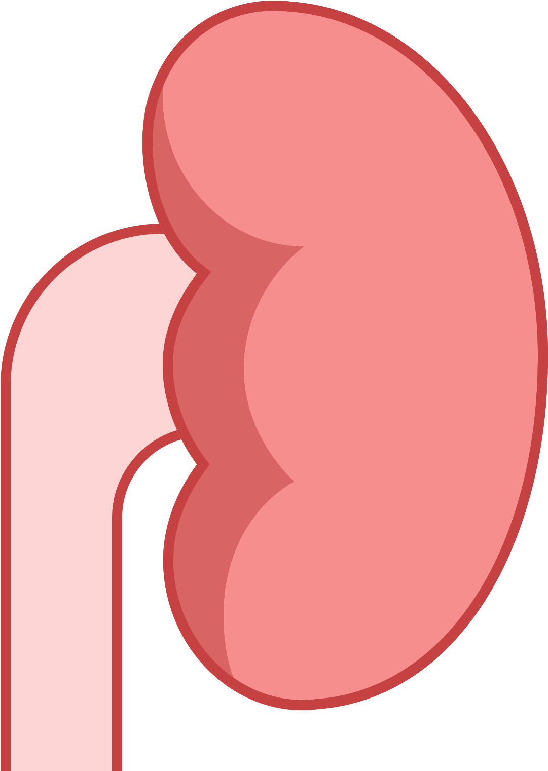 Kidney Png (1600x1600)
