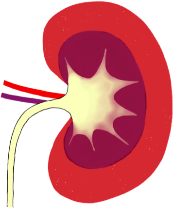 Kidneys And The Nephron • Science Sauce Online - Circle (365x436)