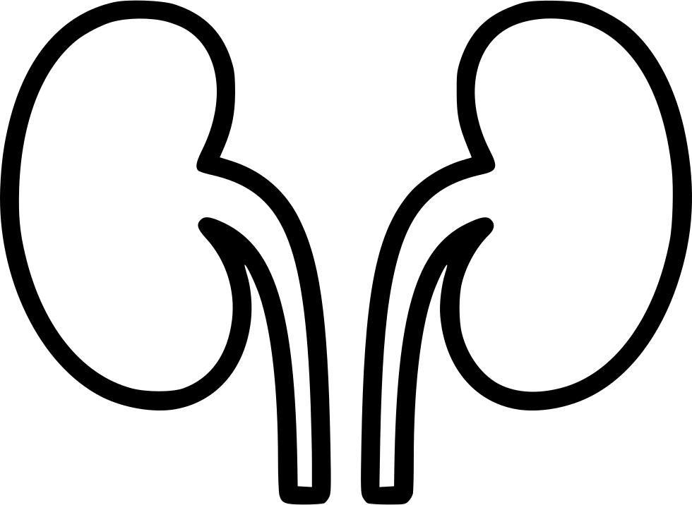 Kidneys Comments - Kidneys Comments (980x716)