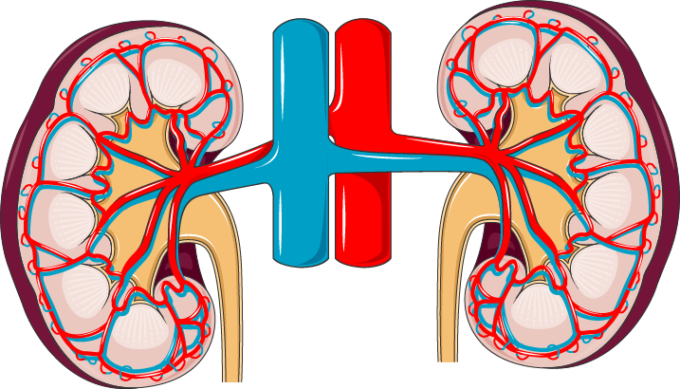 Kidney - Les Reins Les Constituant (717x410)