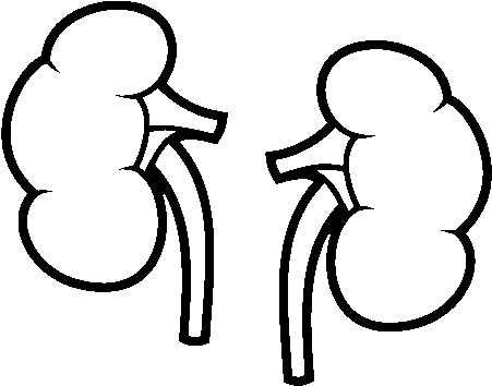 Image Gallery Kidney Coloring Page Kidney Clipart Black - Kidney (600x470)