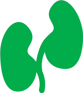 Kidney Icon - Kidney Icon (400x400)
