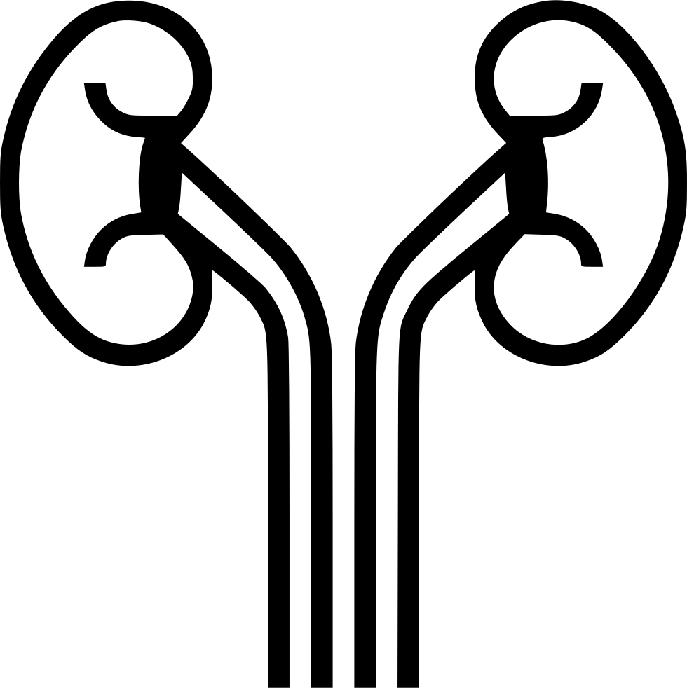 Kidney Urine Filter Waste Comments - Kidney (980x982)