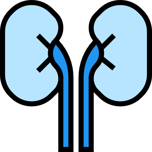 Kidneys Free Icon - Medicine (512x512)