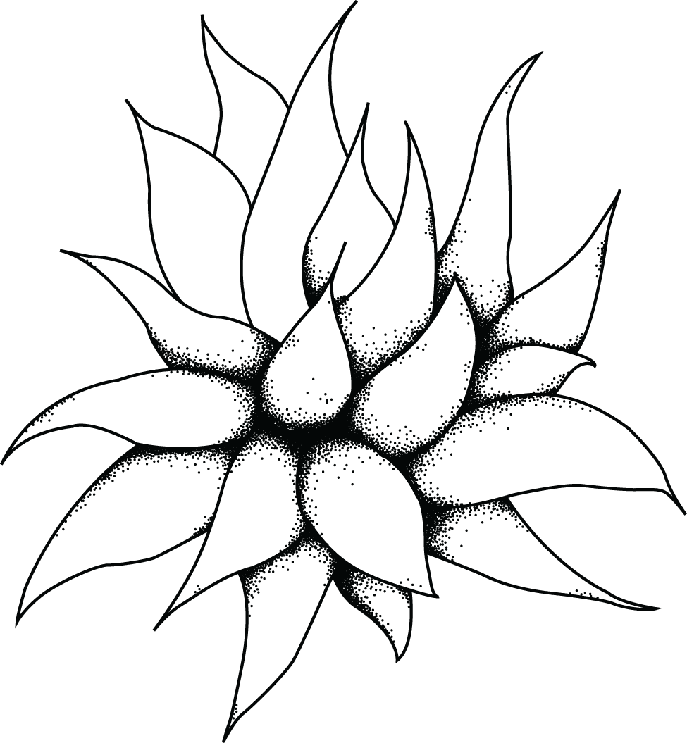 Sharp Point Succulents Logo Design On Behance - Succulent Drawing Png (975x1055)