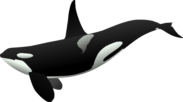 229 Free Images Of Killer - Orca Clipart (640x357)