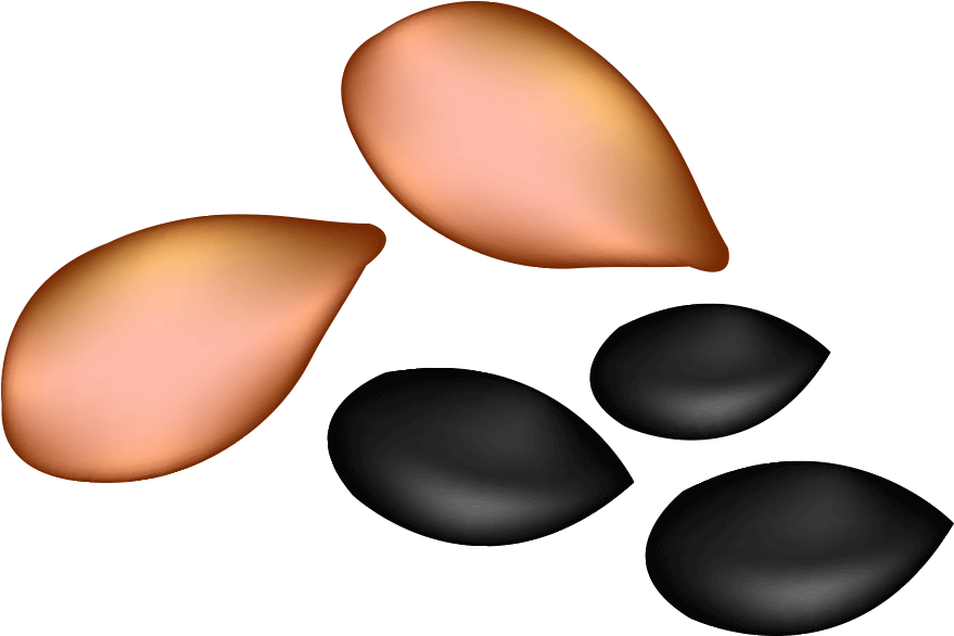 Watermelon Seed Oil Clip Art - Watermelon Seed Clipart (1000x1000)