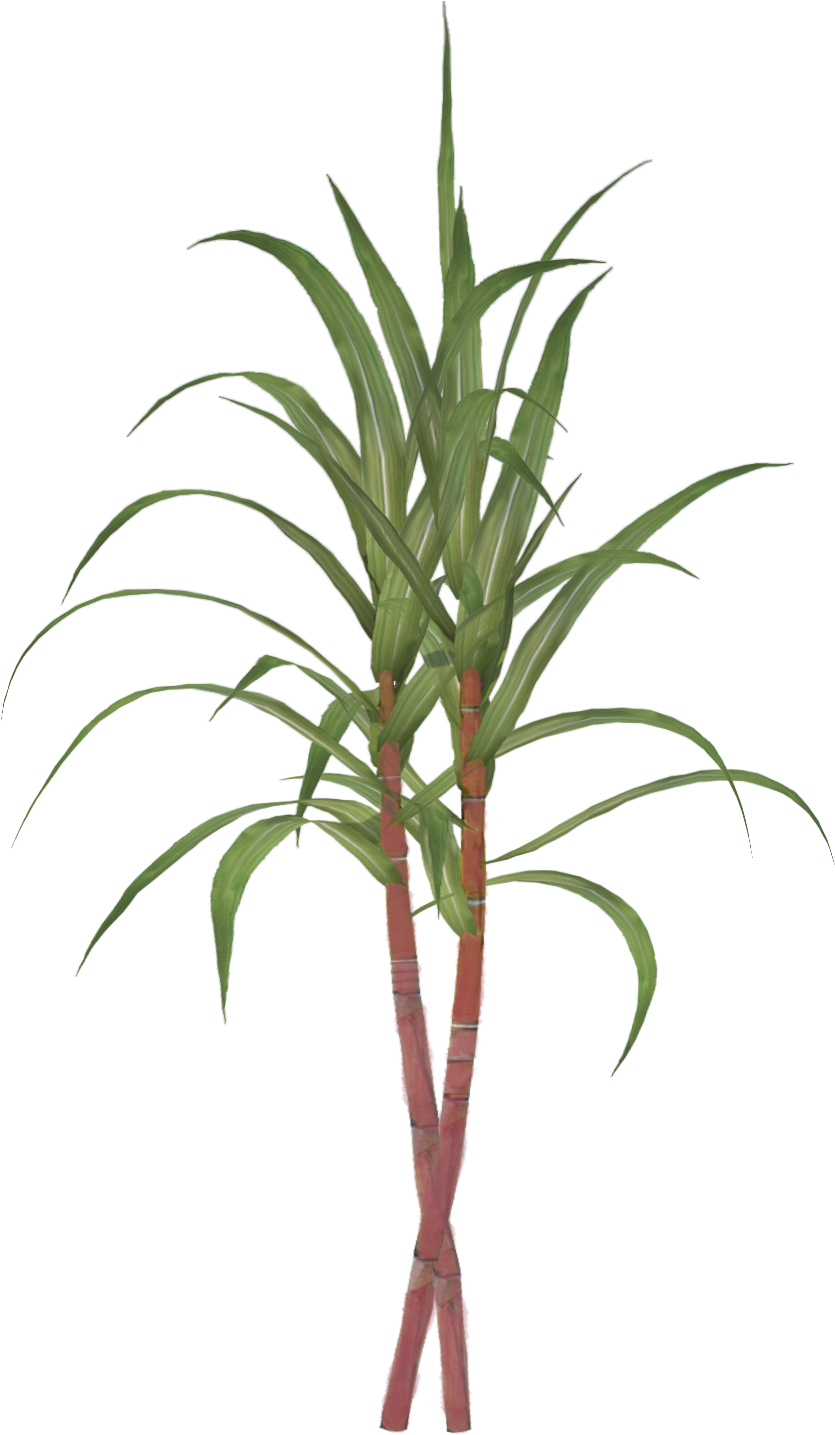 Sugarcane Tillandsia Bulbosa Clip Art - Sugar Cane Png (1200x1500)