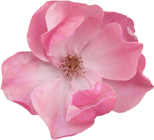 Pink Flowers Transparent (500x462)