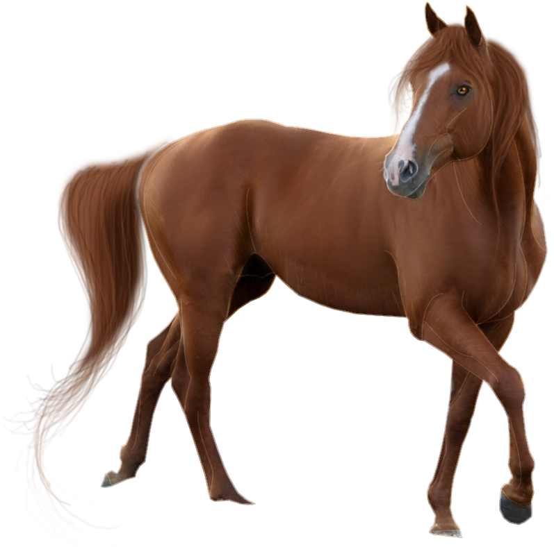 American Quarter Horse Mustang Clip Art - Horse Transparent (894x894)
