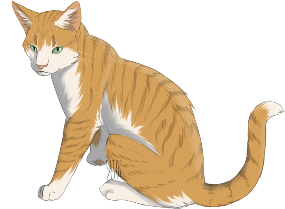 Whiskers Kitten Tabby Cat Domestic Short-haired Cat - Siberian Tiger (1008x792)