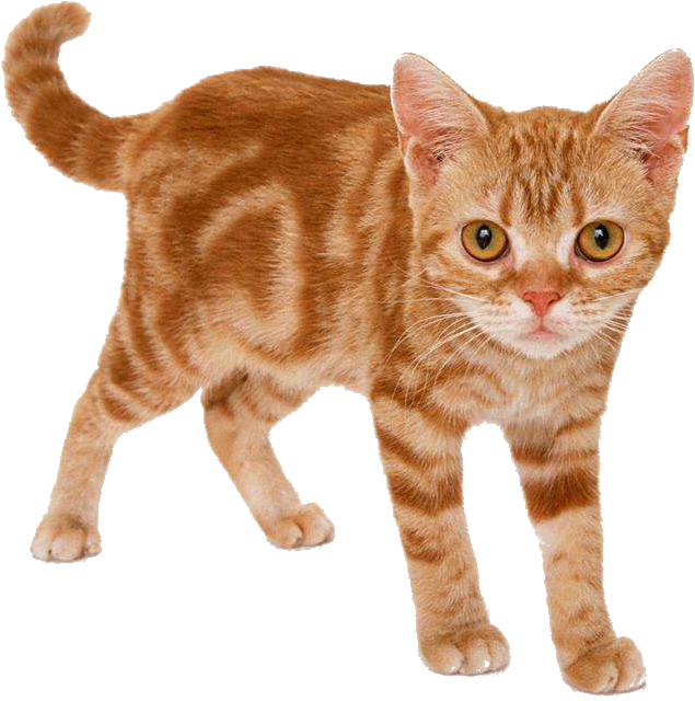 Dragon Li British Shorthair Tiger Felidae - Maine Coon Munchkin Cat (1024x726)