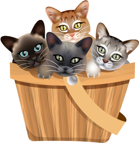 26 Sep - Domestic Short-haired Cat (531x530)