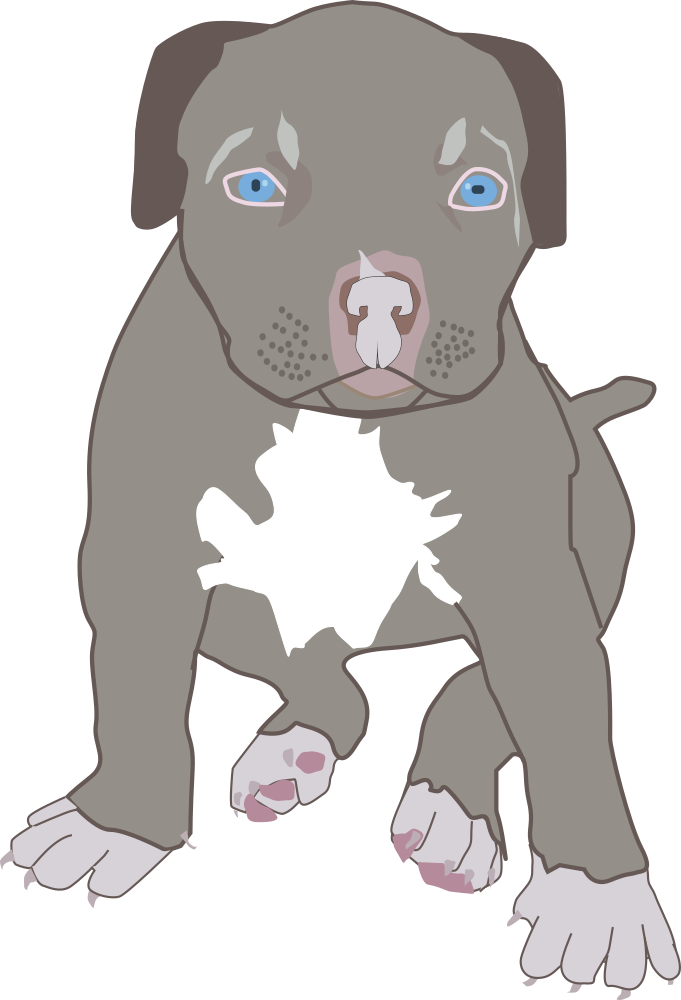 Pit Bull Puppy - Filhote De Cachorro De Pitbull Pingentes (681x1000)