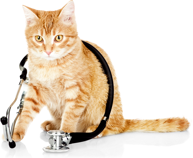Cat Kitten Dog Veterinarian Veterinary Medicine - Cat At The Vets (673x552)