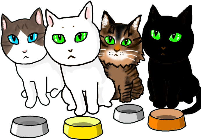 まめつぶ - Domestic Short-haired Cat (708x708)