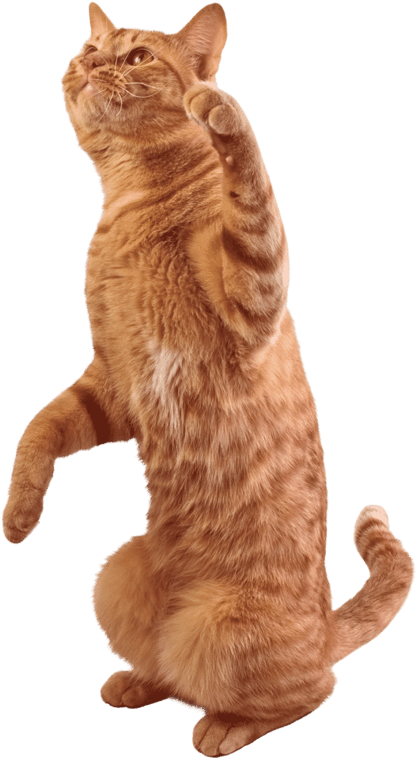 Tabby Cat Kitten Stock Photography - Cat (609x1114)