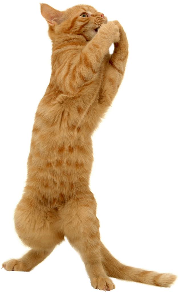 Whiskers Tabby Cat Domestic Short-haired Cat Kitten - Cat Playing A Trumpet (700x1111)