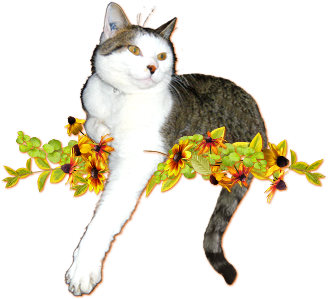 Vous Connaissez Oui-oui - Domestic Short-haired Cat (650x589)