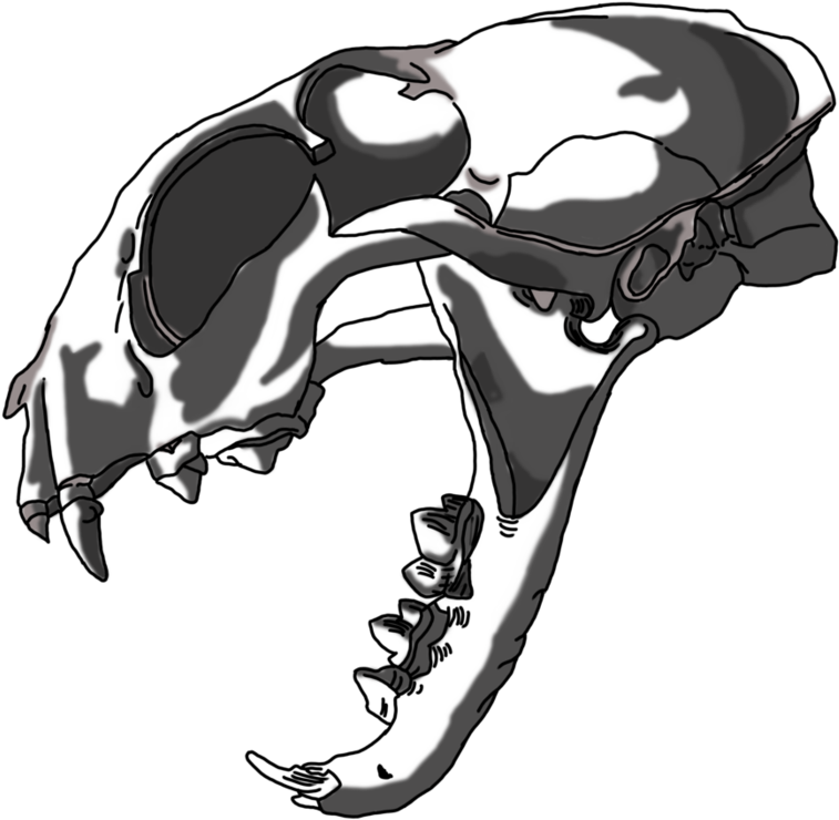 Lynx Skull By Hellsdementedangel - Illustration (894x894)