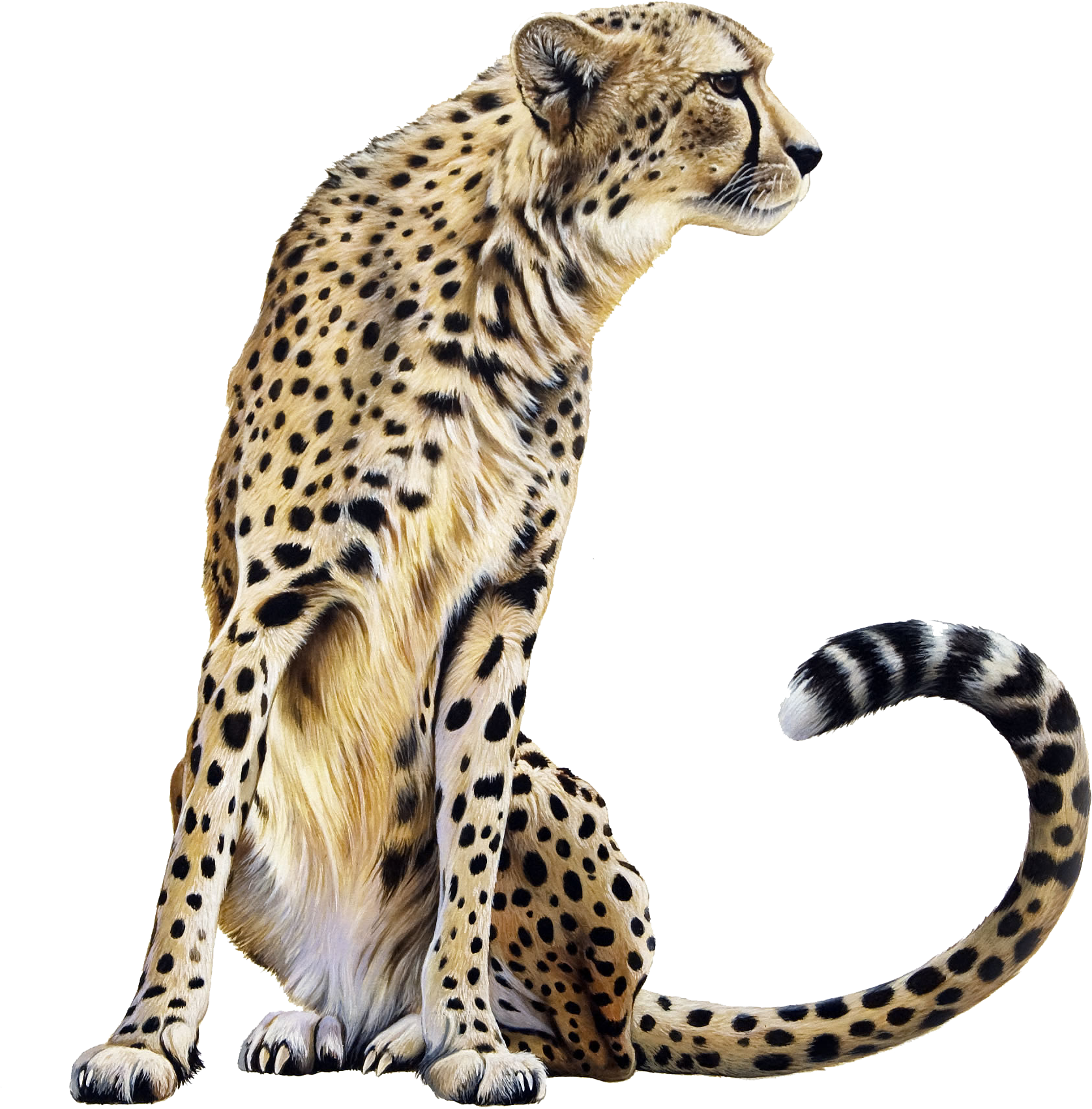 Cheetah Clipart Free Images - Cheetah Png (2068x2000)