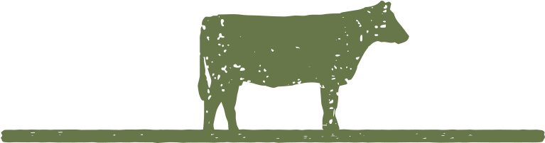 Bred Heifers - Dairy Cow (800x258)