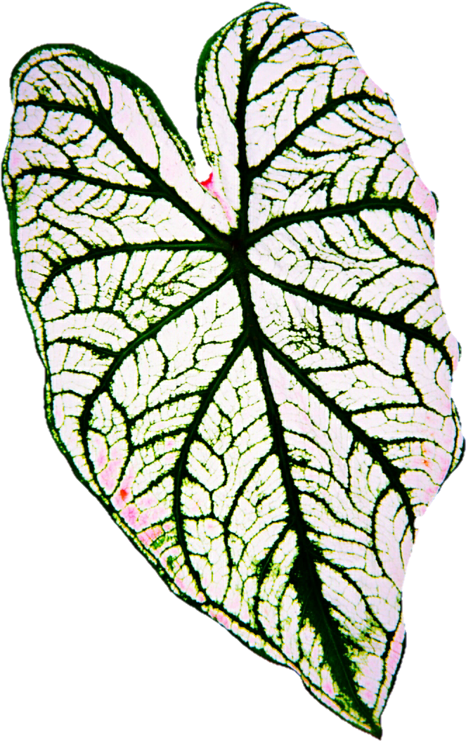 White Taro Leaf By Jeanicebartzen27 - White Taro Leaf By Jeanicebartzen27 (680x1067)