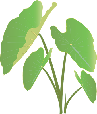 Ian Symbol Taro - Taro (341x400)