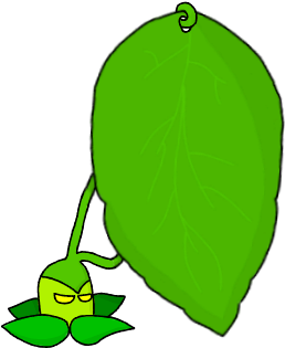 Umbroes Cover Plants With Its Leaves Increasing Their - Umbroes Cover Plants With Its Leaves Increasing Their (443x332)