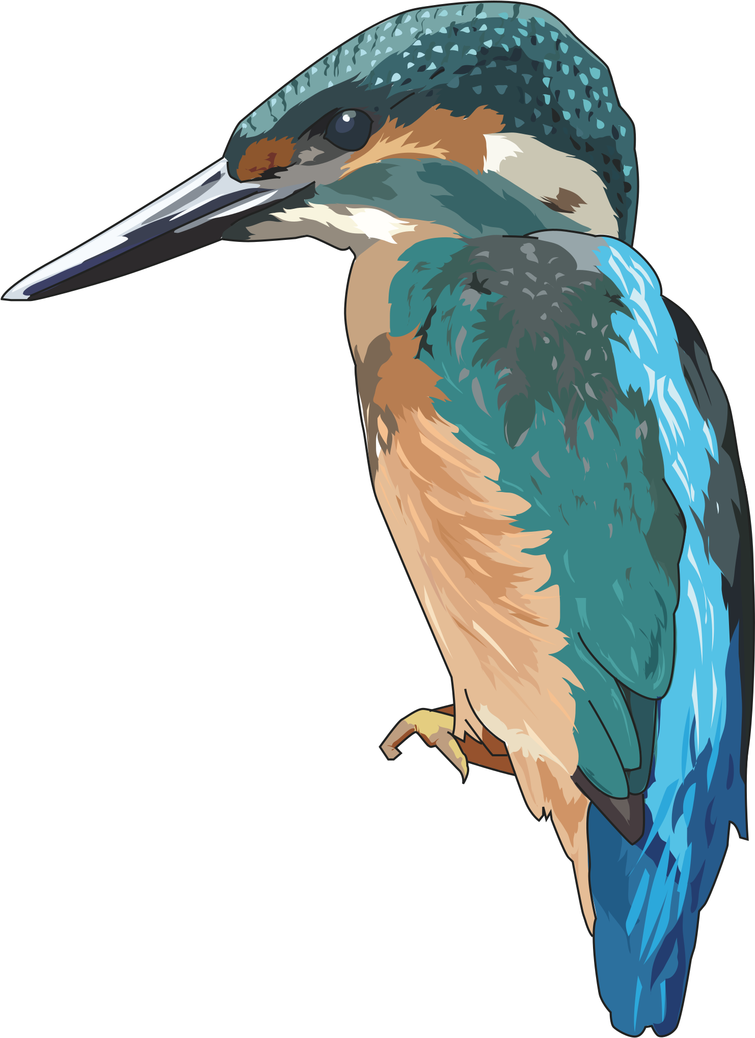 Kingfisher Png - Kingfisher Clipart (2161x2400)