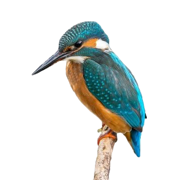 Kingfisher Tutors - Kingfisher (350x358)