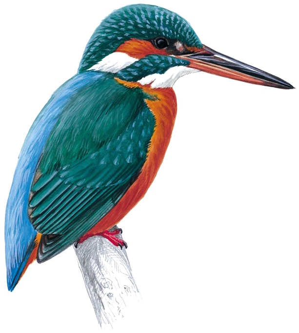 Kingfisher Png Free Download - Kingfisher Totem (1024x821)