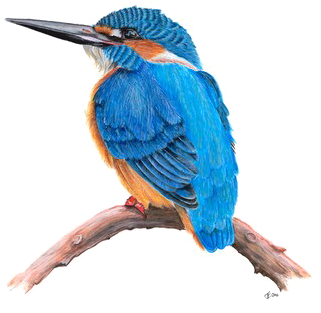 Kingfisher Png Transparent Hd Photo - Portable Network Graphics (600x315)