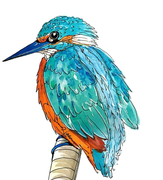 Kingfisher Png Transparent Picture - Portable Network Graphics (600x600)