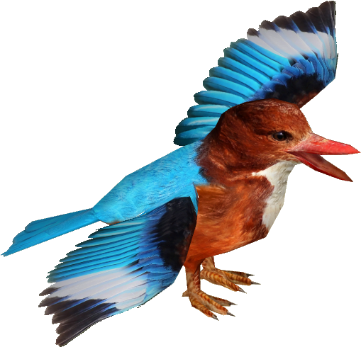 White-throated Kingfisher Adult9 - White-throated Kingfisher Adult9 (508x508)