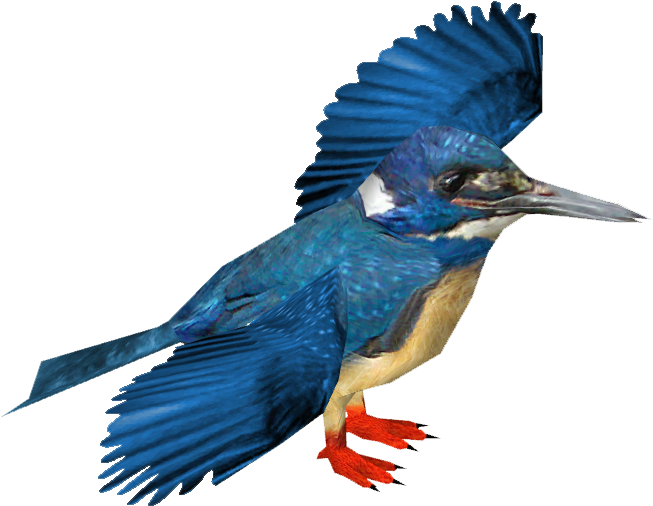 Half-collared Kingfisher - Belted Kingfisher (652x652)