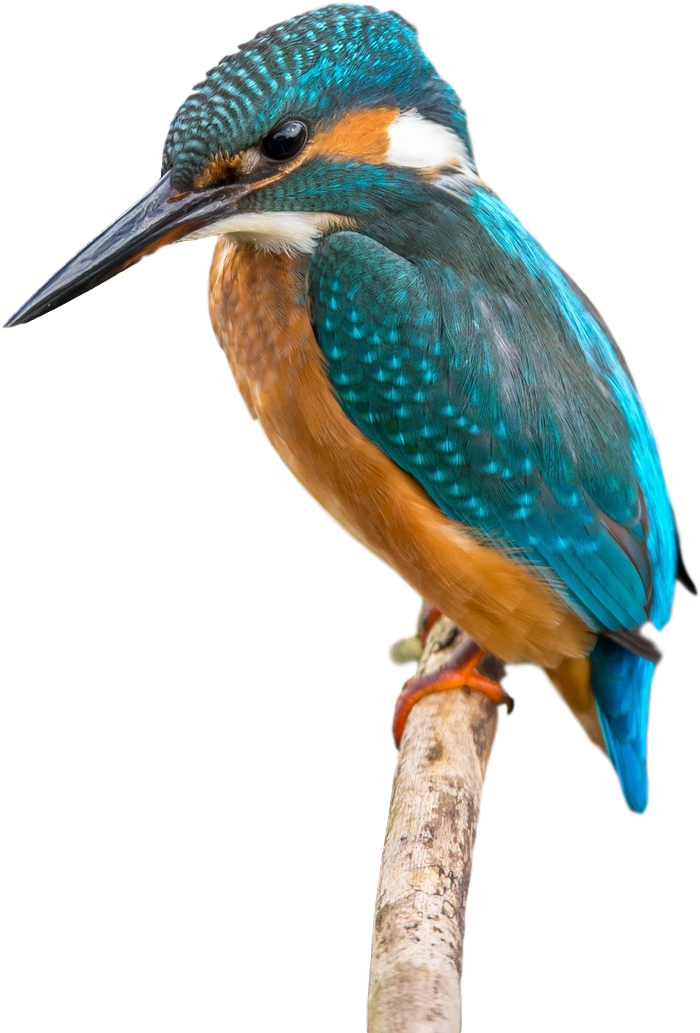 Bird Kingfisher Beak Clip Art - Clip Art (1920x1281)