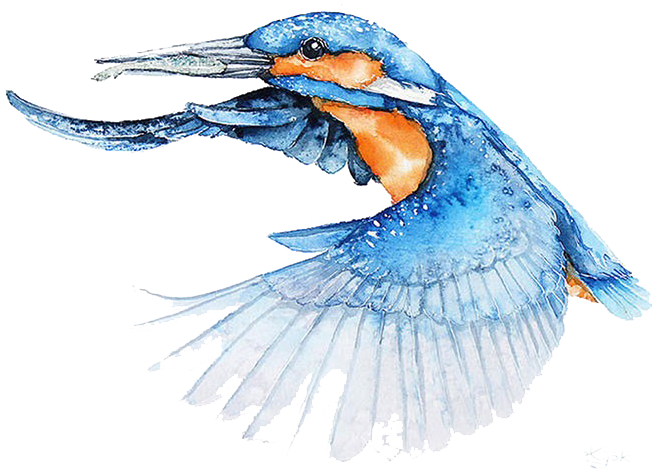 Bird Watercolor Painting Architect Illustrator - Bird Flying Watercolor Png (880x615)