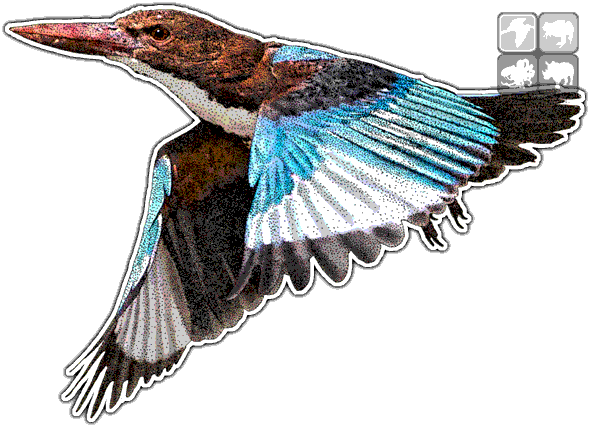 White-throated Kingfisher Decal - White-throated Kingfisher (590x427)