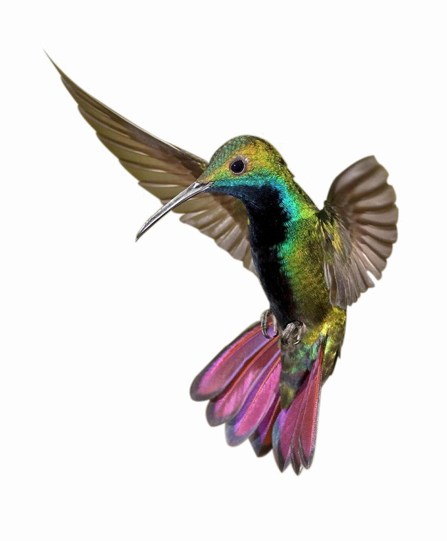 Kingfisher Png Clipart - Poster: Hemmings' Colorful Humming Bird, 24x18in. (650x787)