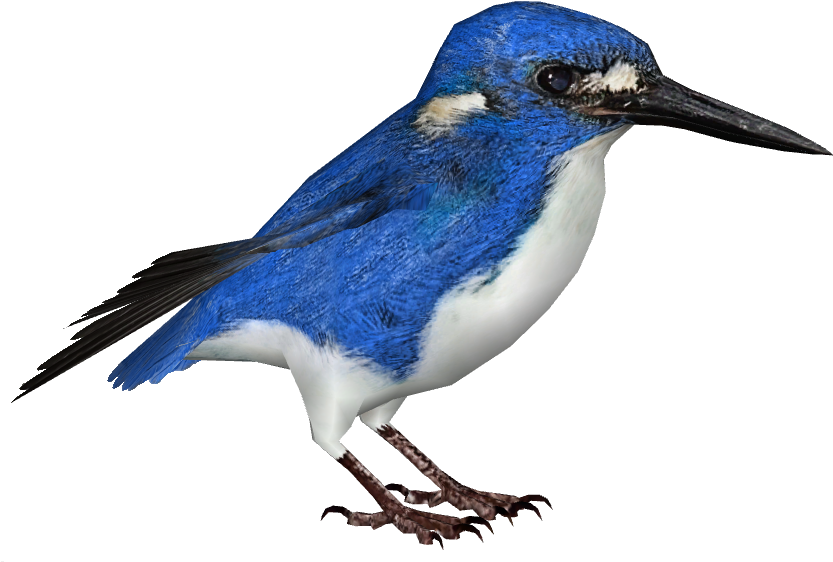 Little Kingfisher - Little Kingfisher (870x870)