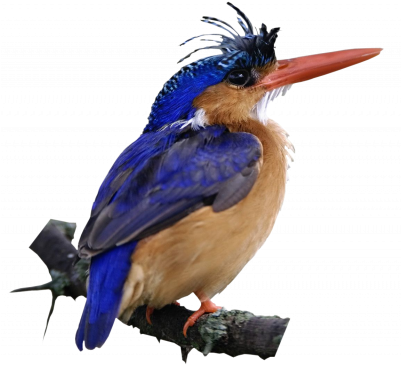 Udu1i - Beautiful Birds (400x383)