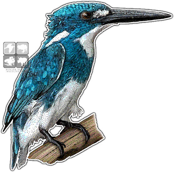 Cerulean Kingfisher Art Decal - Art (557x550)